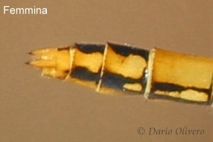 Scheda: Sympetrum fonscolombii